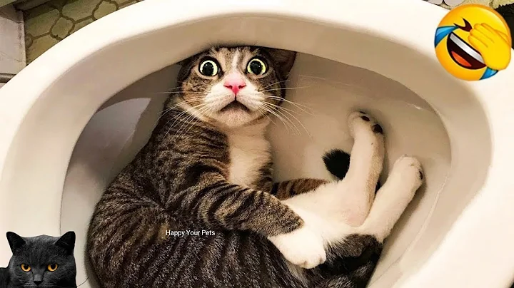 Video 7141771: cat compilation funny pet, dog pet funny compilation, cat fails funny pets, best pet compilation, happy pets
