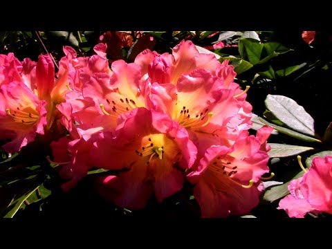 Video: Rhododendron. Lumalago. Mga tampok ng pangangalaga