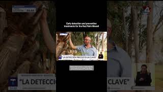 About IoTree’s early detection of the Red Palm Weevil and treatments with the Sospalm system