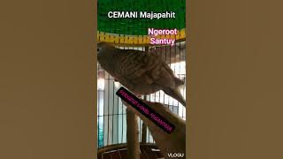 Cemani majapahit ngerot santuy1941