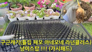 구근캐기 (튤립,패모,아네모네,라넌큘러스) 냥이스탑 !!! (가시패드) Introducing various bulb digging methods.