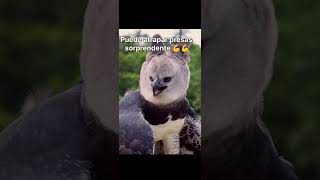 EL ÁGUILA MÁS PODEROSA DEL MUNDO! 😨 #viral