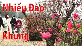 CẢ PHỐ  ĐÀO KHỦNG.Đào Nhật Tân  Nở Hết Tháng Giêng. Xuân 2020 Hanoi Vietnam.