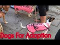 Animal Rescue | Dog Lover | Dog Adoption