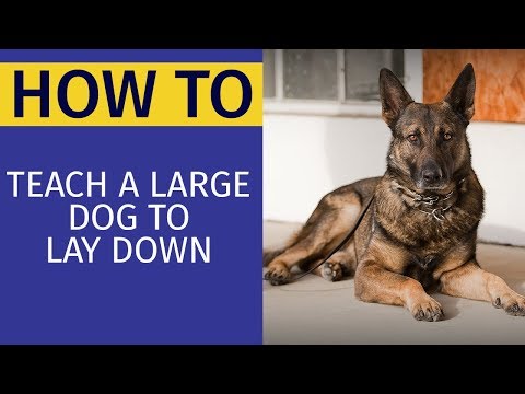 How To Teach A Large Dog To Lay Down | Animal Behavior College
