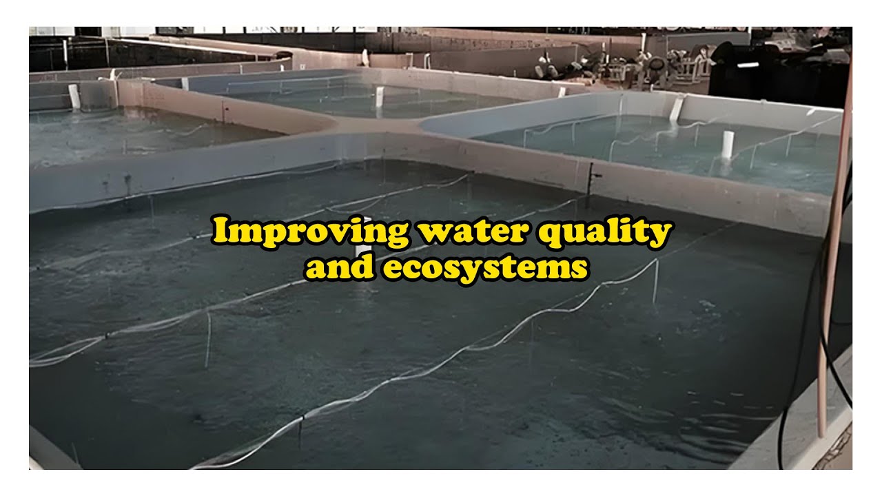 Improvement of Aquaculture Water Quality by Oxygen Machine Improving ...