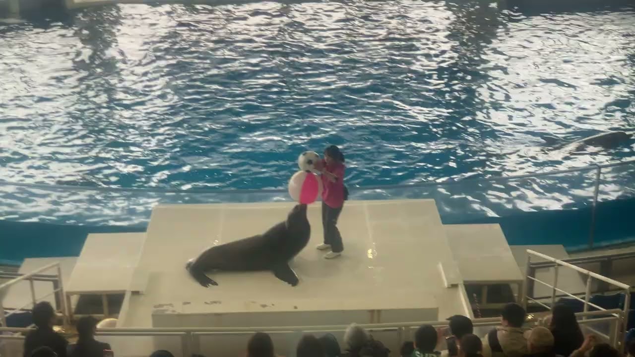 大洗水族館オーシャンライブ　イルカ、アシカショー26/02/20-14:30