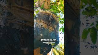 manfaat pemasangan perangkap lebah kelulut #kelulut #perangkapkelulut #honey #bee