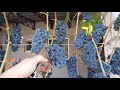 Сорт винограда Вэлиант в Тамбове кондиция на 22.08.2021г.
