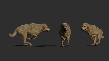 Dog rig test