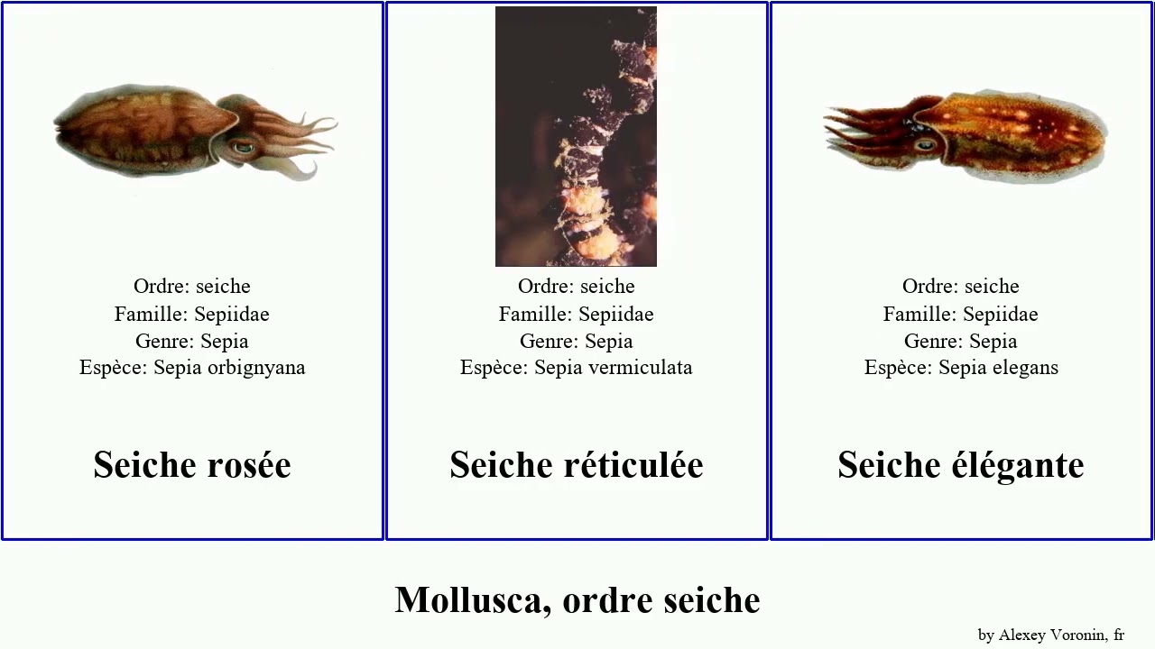 Mollusca, ordre seiche sepia cuttlefish aiguille Sépia Fuse Press Sépiolette Japonaise élégante