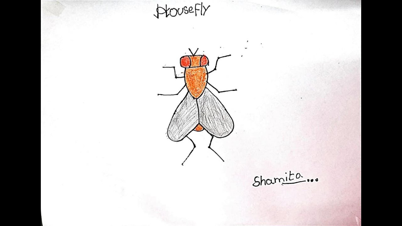 HOUSEFLY Drawing With Coloring Simple Steps To Draw HOUSEFLY housefly-drawing-with-coloring-simple-steps-to-draw-housefly