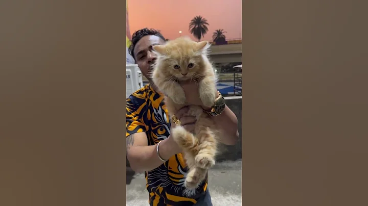 Watch the video about Ginger Colour Persian Cat in Low Price. #pets #cat #kitten #shorts #catsworld