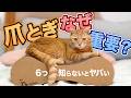 猫の「爪とぎ」は研ぐだけではない！