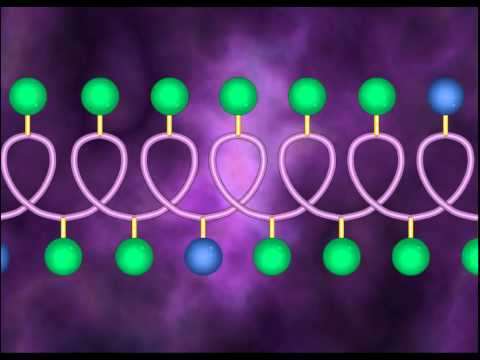 Protein Structure and Denaturation - A Level Biology