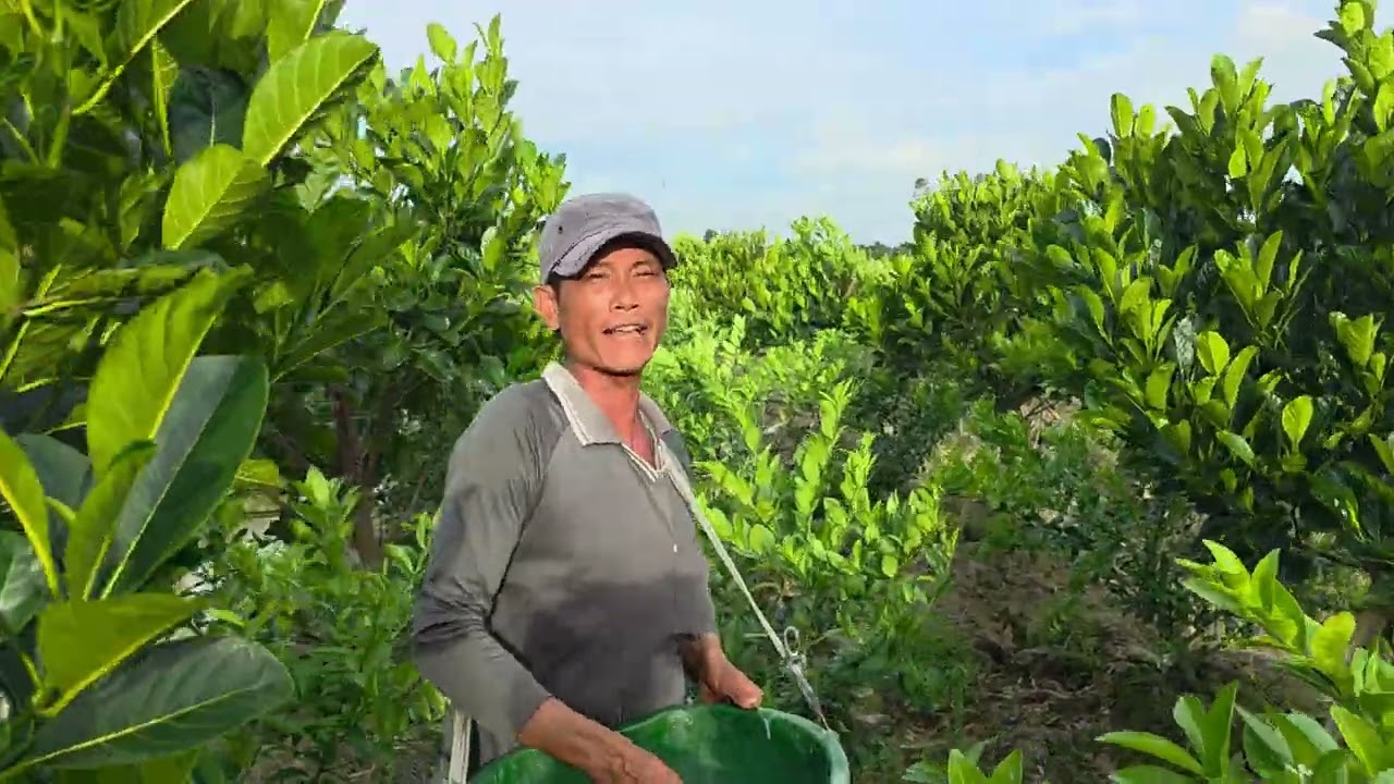 Phân G17 Tốt Cho Mọi Cây Trồng,Nuôi Cây,Nuôi trái,Ko Cháy Rễ.Lh:0949777827 gặp Vĩnh