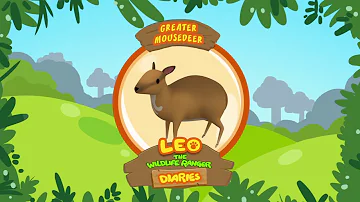 Greater Mouse-Deer - Leo The Wildlife Ranger Animal Diaries | Animal Facts for Kids