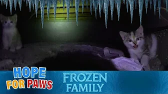 A loving cat was abandoned, crawled under a church, and gave birth.