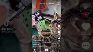 Deli̇kanli Kedi̇ Bu Sefer Akima Uyuyor Ve Kafasini Salliyor Catjam