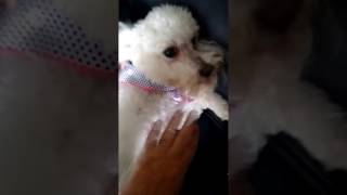 Download lagu Linda muy feliz al verme Linda muy feliz al verme