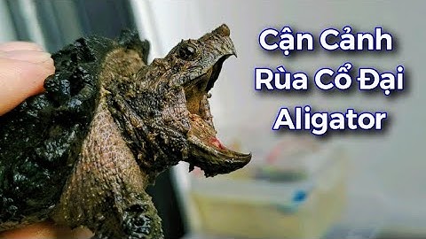 Vlog #61 | Cận Cảnh Rùa Cá Sấu Aligator | Rùa Cổ Đại | Snapping turtle