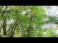 Звуки природы. Живой лес | Кругозор