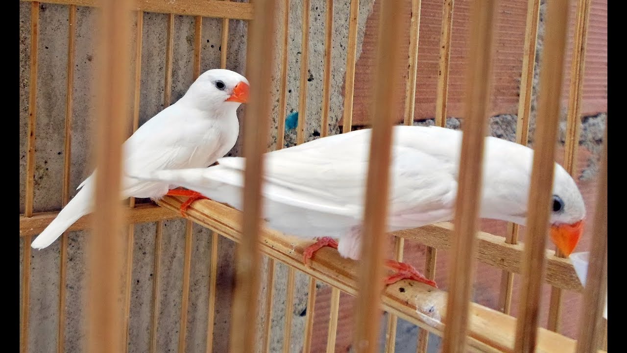 Curiosidades sobre Diamantes Mandarins Albinos