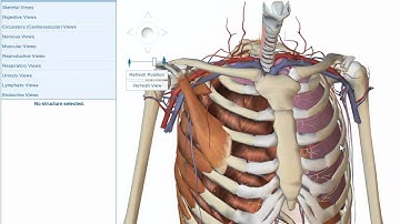 Visible Body Enhanced: Short Tutorial