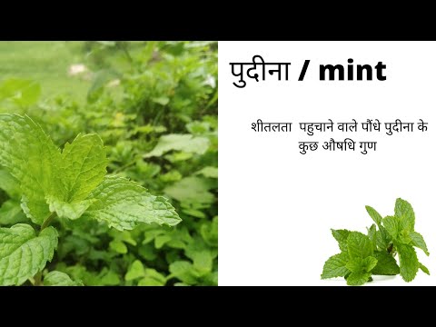 Video: Agalmatium Two-bladed - The Enemy Of Parsley And Mint