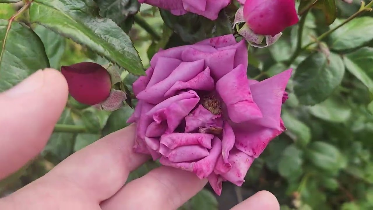 Plum Perfect rose from the Kordes Sunbelt series