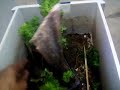 Creating a Bonsai with Polyscias Fruticosa Plants 01
