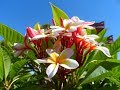 Плюмерия, Франжипани, Plumeria, самые красивые цветущие деревья, Jardin Oriental, 29/06/2017