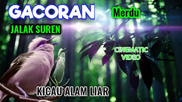 Burung Jalak Suren Kicau Alam Liar-Kicau Burung_HD