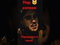 нар 😺 котики в такси, передачки в такси, 228 в такси
