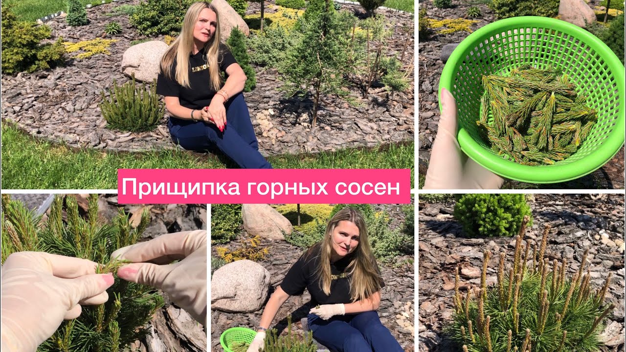 Когда и как прищипывать свечи сосен | Сосна Пумилио, Мугус и Винтер ...