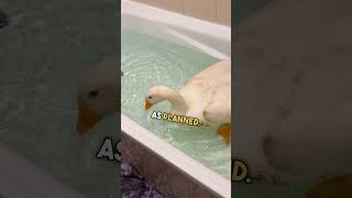Bath Time With This Goose Turned Into Total Chaos 😳💦