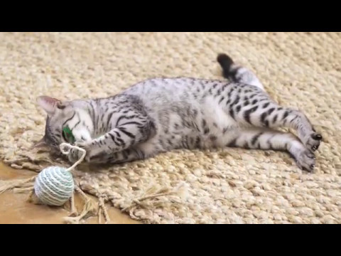 Wie Vermeiden Dass Meine Katze Die Möbel Zerkratzt