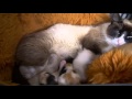 Video de Mamá Gato y sus Hijos ❤️❤️ Muy tierno  🍼