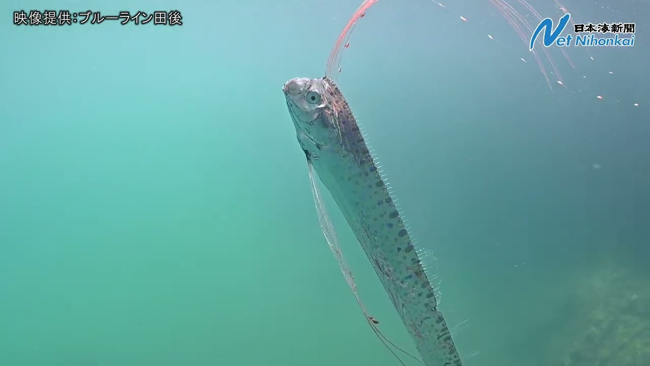 保存版】リュウグウノツカイのトリビア！地震の前兆や生態の謎 - 明日