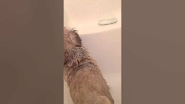 Paxel singing during his bath