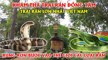 Khám Phá Trại Rắn Đồng - Trại Rắn Lớn Nhất Việt Nam, Rùng Rợn Bước Vào Thế Giới Các Loài Rắn!!!