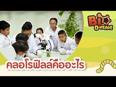 วีดีโอ: หน้าที่ของคลอโรพลาสต์คืออะไร?