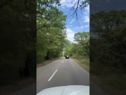 Самурский лес #2023