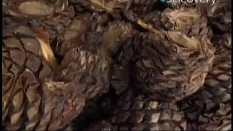 Qual a matéria prima da tequila?
