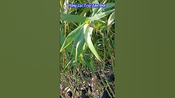 Cây giống măng lục trúc mang lại hiệu quả kinh tế cao 2025