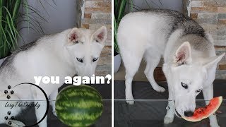 Asmr Dog Reviewing Different Types of Food! | Watermelon