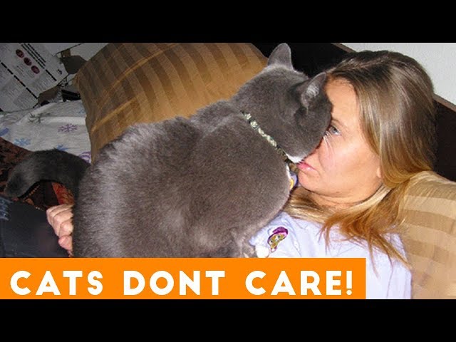Cats Dont Care Funny Pets Videos | Best Funny Cat Videos Ever