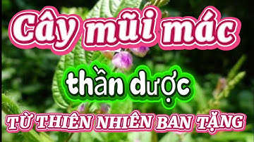 Không ngờ cây mọc hoang này lại là cây thuốc quý trong chữa bệnh