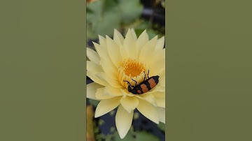 Thumbnail of Ashvin waterlily #waterlily #waterplants #aquaticplant #tropicalwaterlily #nature #pond#nymphaea