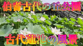 山陰の夏 7月26日 日曜 晴れ 暑中の初まり #伯耆古代の丘公園 古代蓮池の風景 日本 鳥取県米子市淀江町福岡 瓶山古墳群 @WalkingYoshi